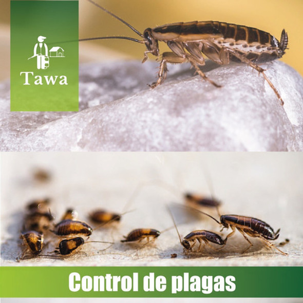 Fumigación Por Cucarachas Germánicas / Alemana / Rubia 1 Fumigación Por Cucarachas Germánicas / Alemana / Rubia 1