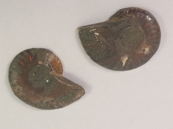 Fósil De Amonite Cortado 2 Mitades 3 Cm De Diámetro Marrueco 0