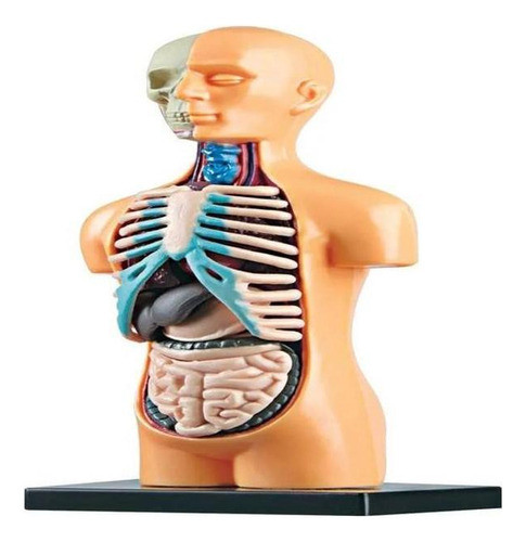 Lab Corpo Humano - Estrela 1