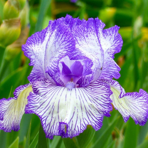 1 Rizoma De Iris Germánica Autumn Circus 0