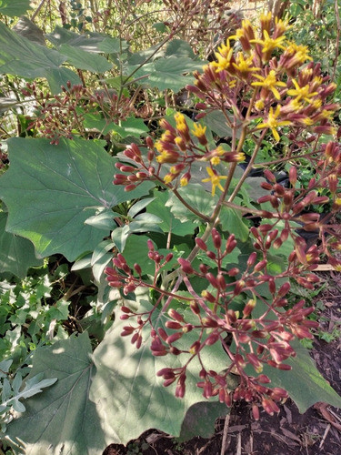Planta De Jazmin De California Floral 1