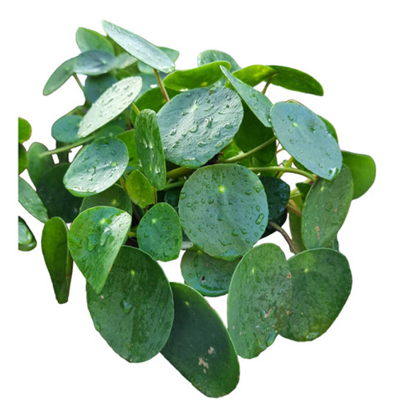 Planta Pilea 0 Planta Pilea 0