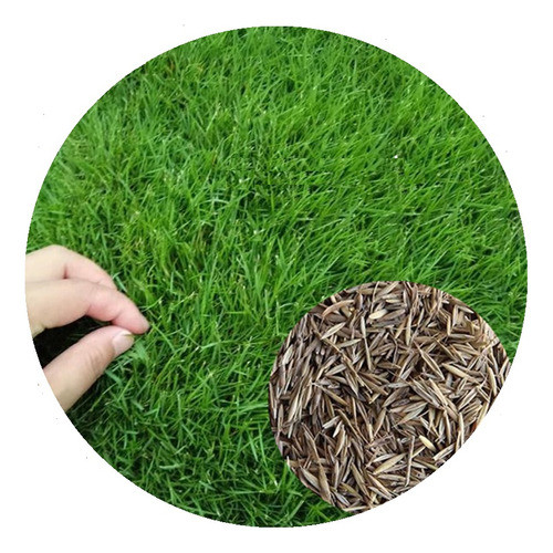 Semillas Raigrás Anual Para Césped Profesional 5 Kg (100m2) 0