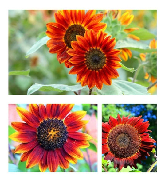 Girassol Sol Vermelho- 800mg De Sementes 1 Girassol Sol Vermelho- 800mg De Sementes 1