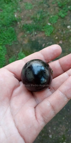 Muda De Marmelada Preta / De Cachorro ( Alibertia Sessilis ) 1