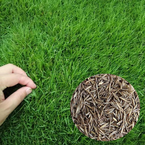 Semilla Césped Bermuda Premium Canchas Jardines 10 Kg 800 M2 0