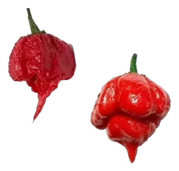 Sementes Trinidade Scorpion + Carolina Reaper 100 Unidades 0