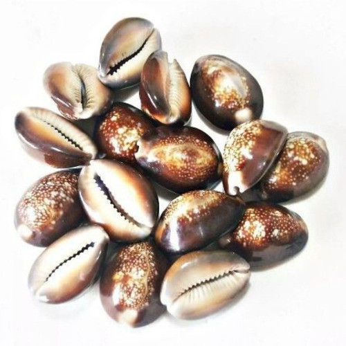 Búzio Africano Natural 50gr Umbanda Candomble Artesanato 0