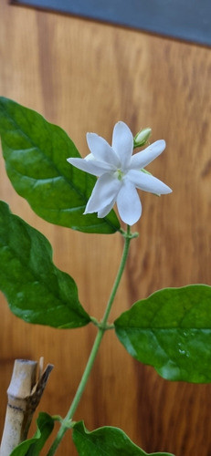 Jazmin Sambac -diamela - Sampaguita 1