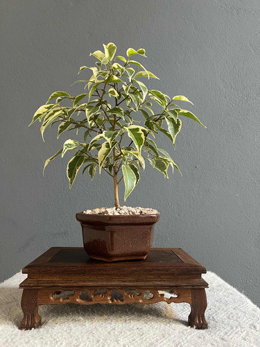 Bonsai Planta Ficus Variegado 8 Años Maceta Esmaltada N1 1