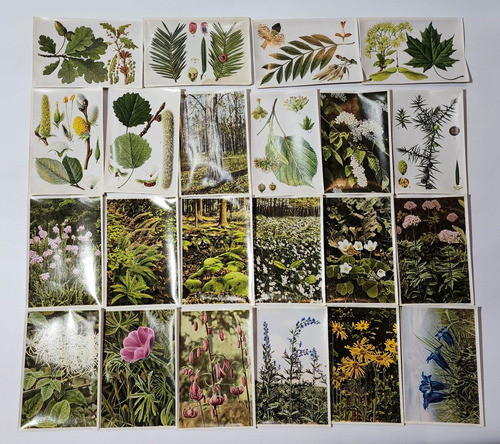 Antiguas Tarjetas Alemanas Especies Vegetales 1920 Ro 2082 0