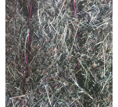 Alfalfa 1