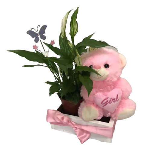 Kit Para Nacimientos Con Planta Y Peluche 0