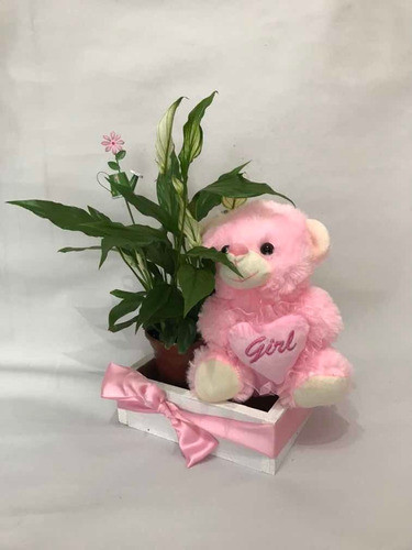 Kit Para Nacimientos Con Planta Y Peluche 1