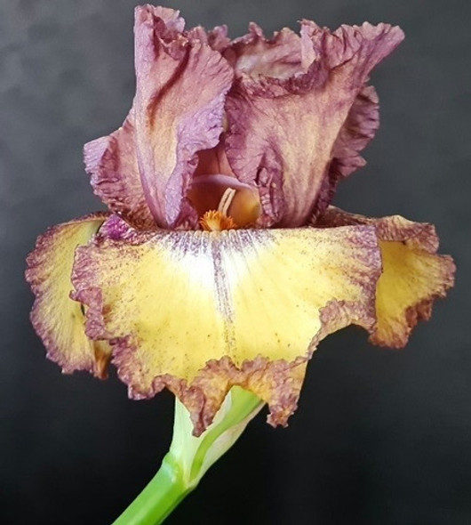 1 Rizoma De Lirios Barbados O Iris Germanica Prayre Plum 0