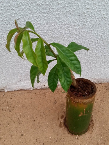 Ora Pro Nobis Rica Em Proteína Muda Enraizada C/ 40 Cm 1