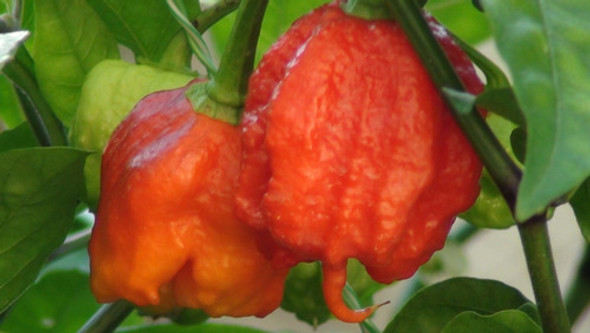 Carolina Reaper Kit Nuclear Nº8 1