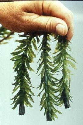 Planta Elodea Surtida Solo Mundo Acuatico 0