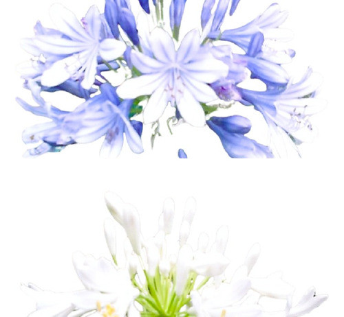 3 Agapanthus Lirio Africano Vivero Cielo Verde Orgánico 0