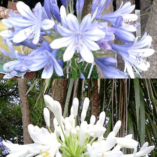 3 Agapanthus Lirio Africano Vivero Cielo Verde Orgánico 1