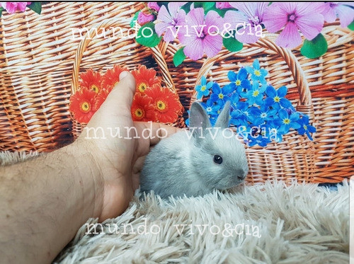 Mini Coelho  Lindos Anão 0