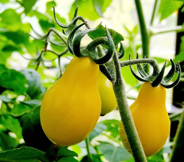 Semillas De Tomate Perita Amarilla Pera Cherry Cereza 1