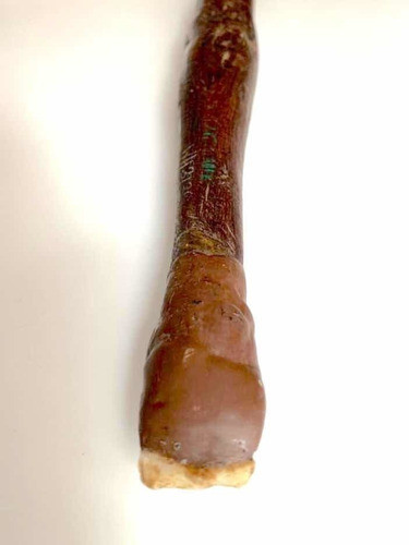 Cuchillo Antiguo Aborigen Australiano Con Certificado. Leer 1