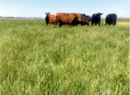 Semillas Alfalfa - Festuca - Rye Grass - Cebadilla Para 1ha 1
