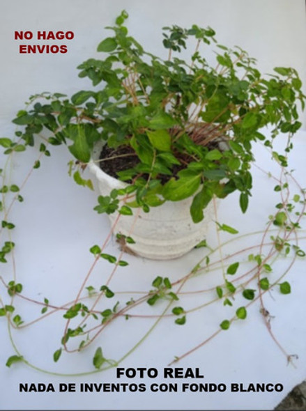 Planta - Vinca Major ( Maceton Ceramica )  No Hago Envios.. 1