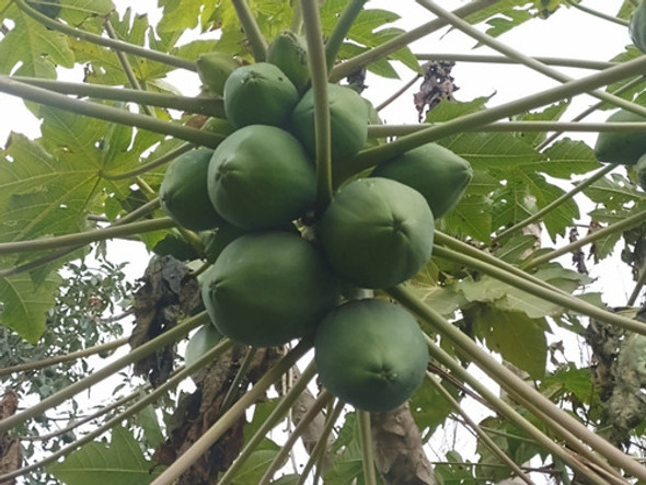 Semillas De Mamón/ Papaya X 100 Unidades Envios 1