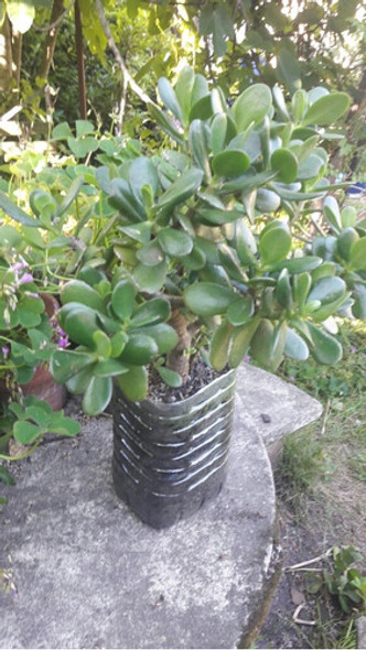 Planta De Jade, Del Dinero, Del Dolar. Organica. 1 Planta De Jade, Del Dinero, Del Dolar. Organica. 1