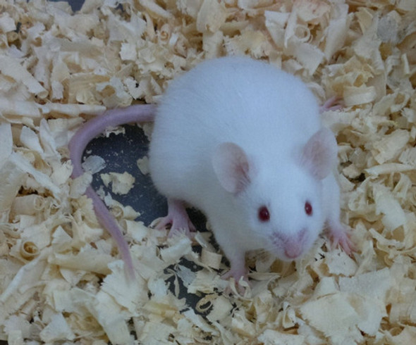 Serragem Prensada 500g -forração Coelho Hamster Chines Russo 1 Serragem Prensada 500g -forração Coelho Hamster Chines Russo 1