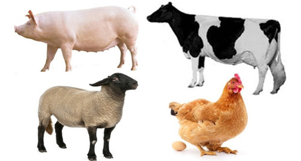 Paquete Completo Cría Vacas Chanchos Pollos Gallinas Y Más! 0