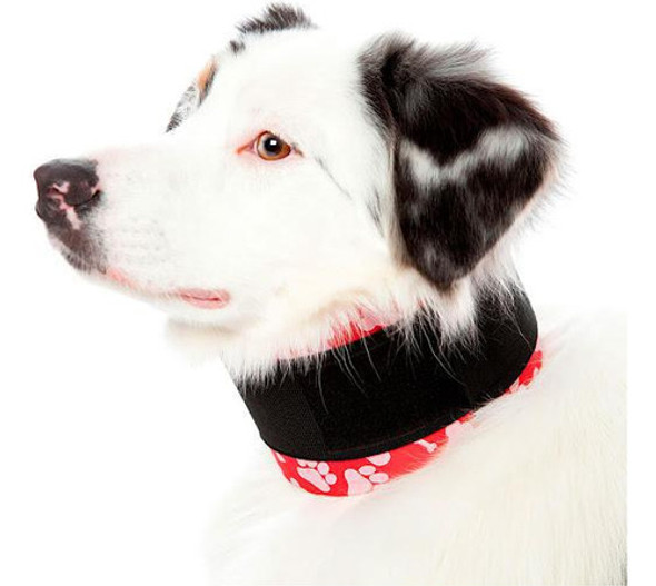 Colar Cervical Pet Med N° 4 - Conforto E Recuperação 0 Colar Cervical Pet Med N° 4 - Conforto E Recuperação 0