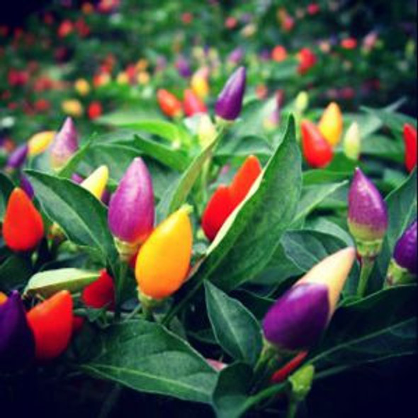100 Sementes De Pimenta Colorida Boliviana + Frete Grátis. 0 100 Sementes De Pimenta Colorida Boliviana + Frete Grátis. 0