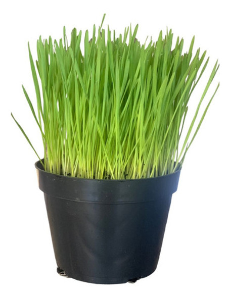 6 Kits Plante Sua Graminha Para Gatos, Cachorros E Roedores 0