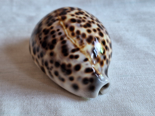 Caracol Marino- Cypraea Tigris - Cauri (9,5 Cmts) 1
