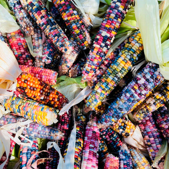 Semillas Orgánicas Maíz, Glass Gem 1