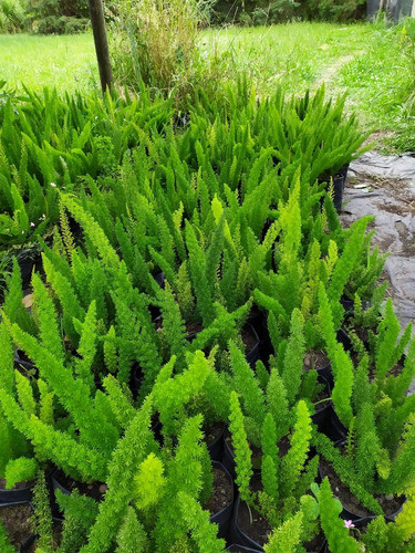 Planta De Helecho Espárrago Myersii 0