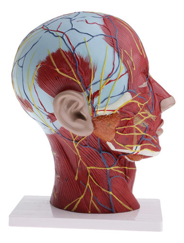 Material De Aprendizagem Escolar De Anatomia Para Modelo De 0