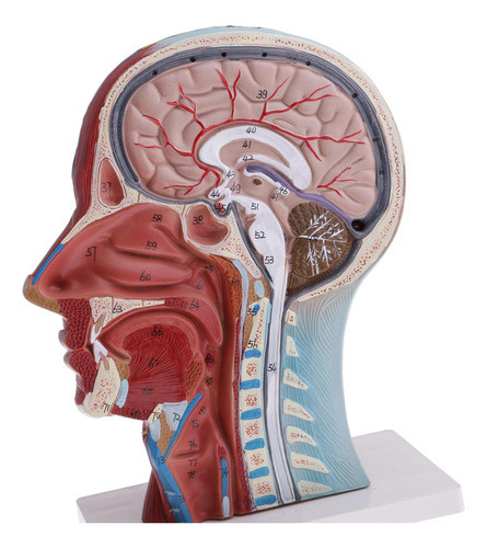 Material De Aprendizagem Escolar De Anatomia Para Modelo De 1