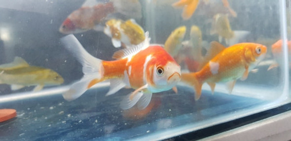 Pez Cometa Para Ideal Para Estanque 8 A 9 Cm 0