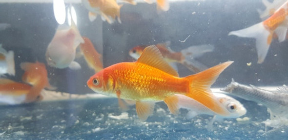 Pez Cometa Para Ideal Para Estanque 8 A 9 Cm 1