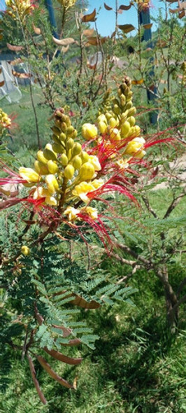 Barba De Chiva Arbol 0