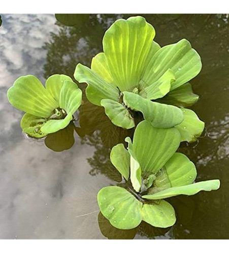 Lechuga De Agua  Floating Live Pond Plants Por Aquarium Plan 1
