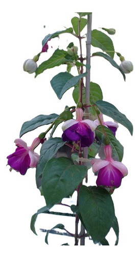 Sobre Para Sembrar 15 Plantas  Aljabas Flor Blanca Y Rosada 0