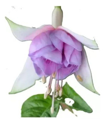 Sobre Para Sembrar 15 Plantas  Aljabas Flor Blanca Y Rosada 1