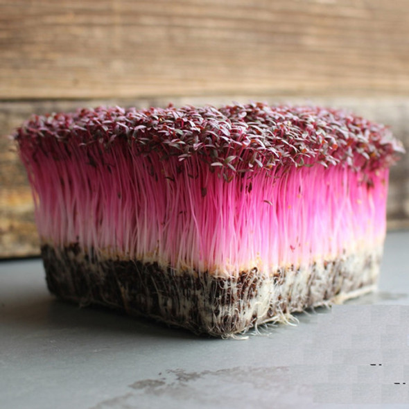 200 Sementes Amaranto Red Garnet  Baby Leaf Micro Greens 1