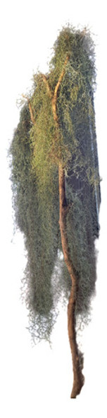 Barba De Cristo, De Viejo, Epifita Nativa Ideal Artesanías 0