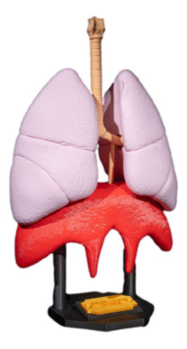 Pulmones Humano - 3d 0